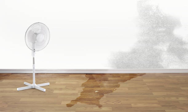 Best Carpet water damage restoration  in Truth Or Consequences, NM